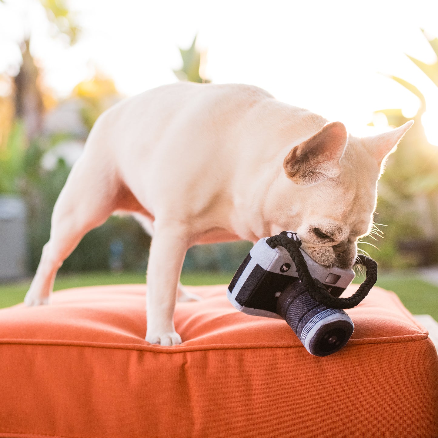 „Globetrotter“ kolekcija – fotoaparato žaislas „Lens Licker“.
