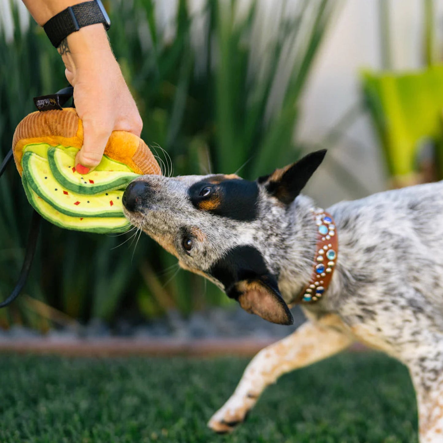 Barking Brunch kolekcija - Avocado Toast Toy