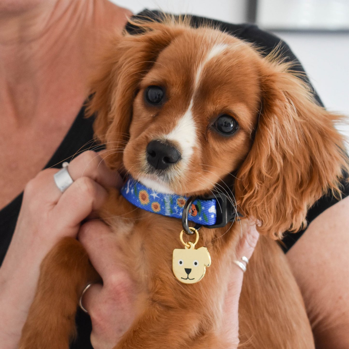 Artis Dog ankaklis šunims - Vincent van Dog