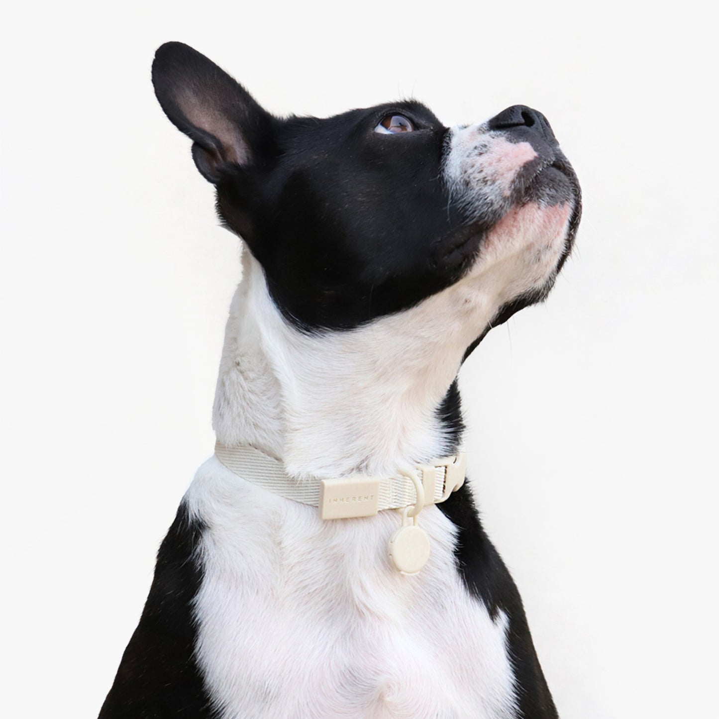 Macaron Collar for Cats & Dogs - Beige