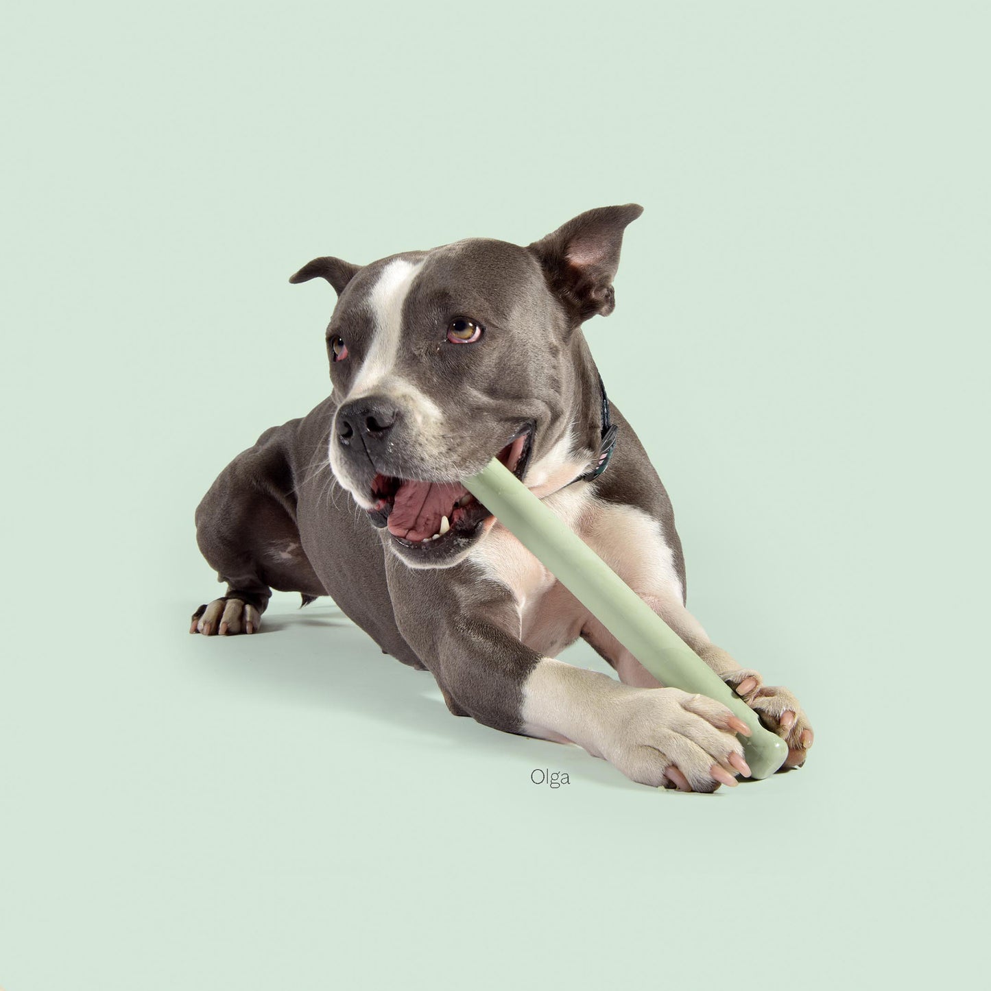 Mr. Branch Chew Dog Toy - Rosemary