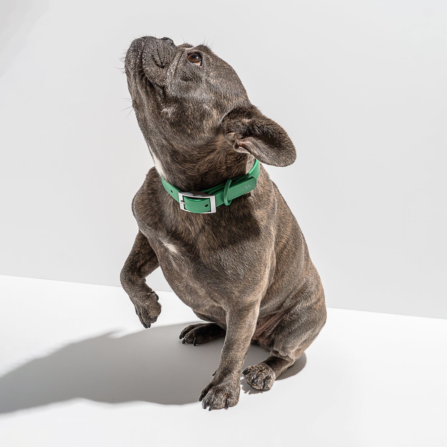 Water Resistant Collar - Green