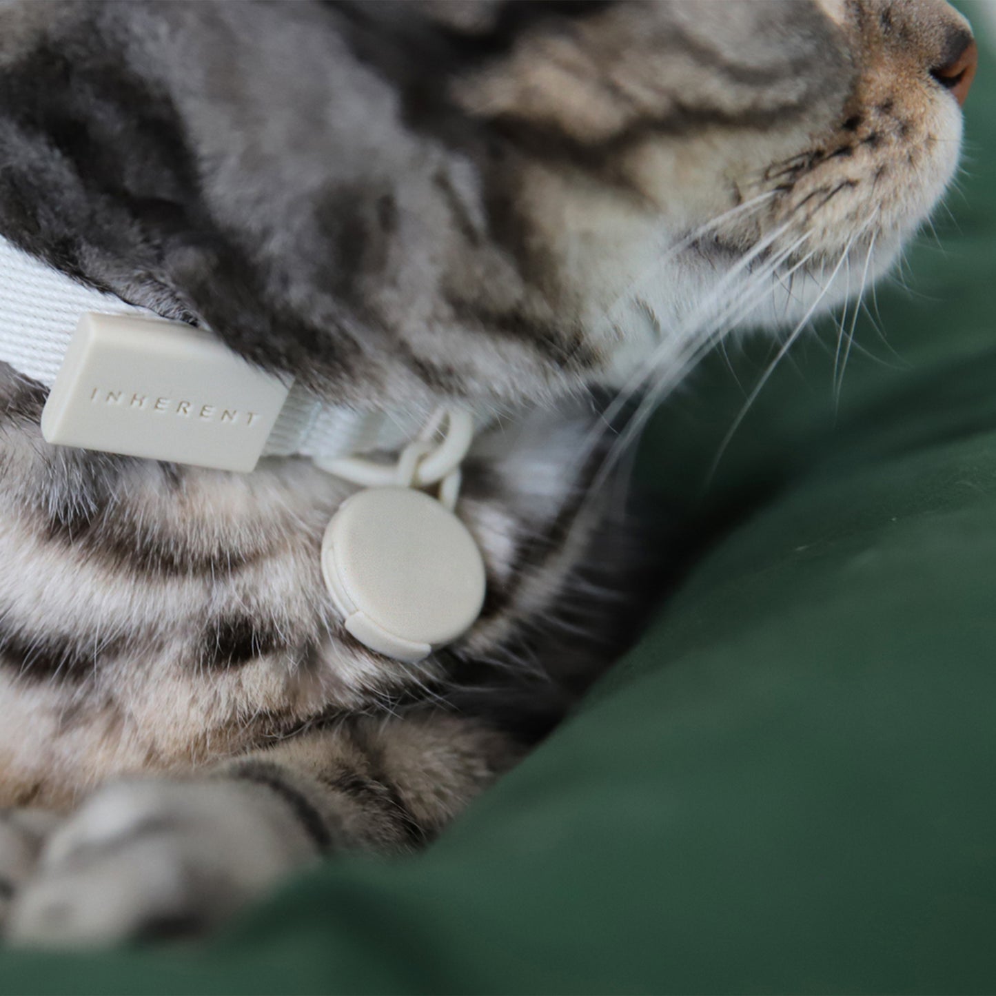 Macaron Collar for Cats & Dogs - Levander
